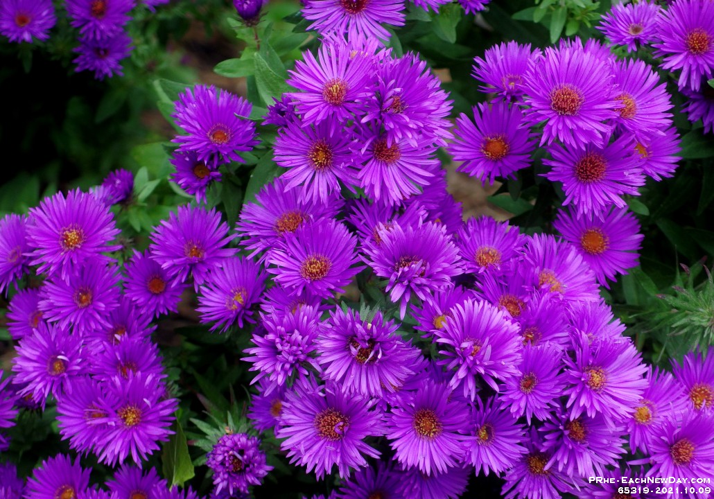 65319CrLe - Asters in our back garden